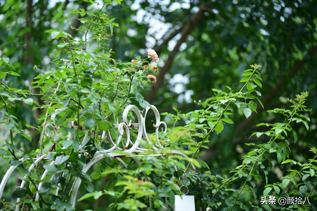 看到你的花园那么惨，我就安心了|园丁