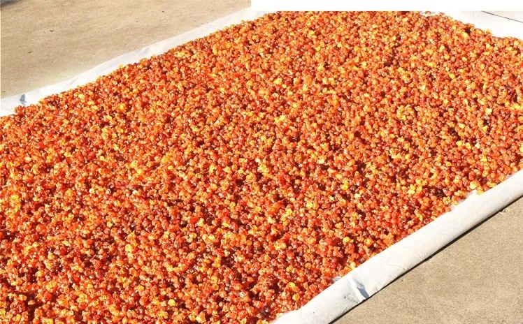 树上刚采摘的桃胶多少钱一斤,农村没人要的好货