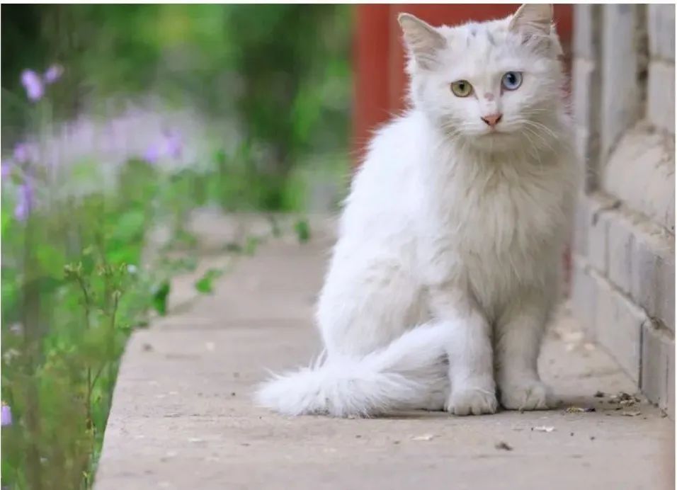 70万网友在线围观我家猫猫“搞黄色”：越看越上头，越看越变态