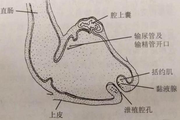 各类动物的排泄,各种动物的排泄物有哪些