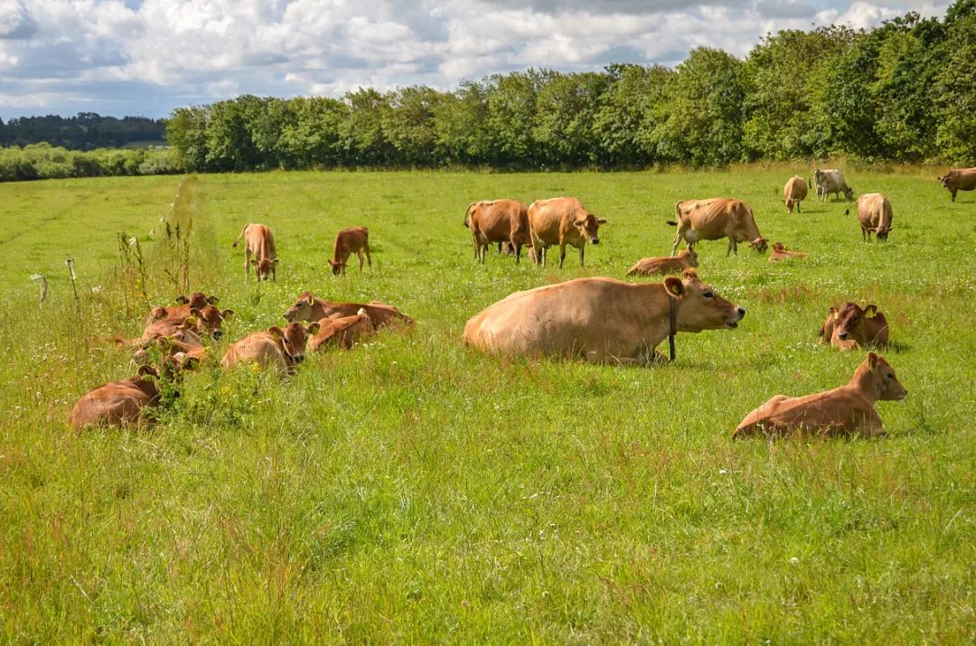 正谷ouroland干酪怎么吃,正谷有机奶