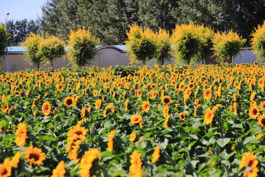 北京周边的向日葵花海,顺义向日葵花海