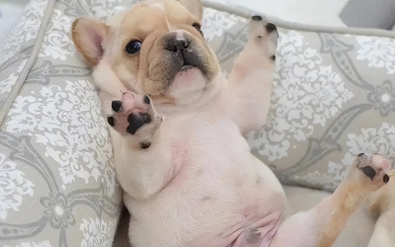 一月狗狗晚上总哼哼是饿了吗,狗狗肚子里咕噜咕噜响是怎么回事