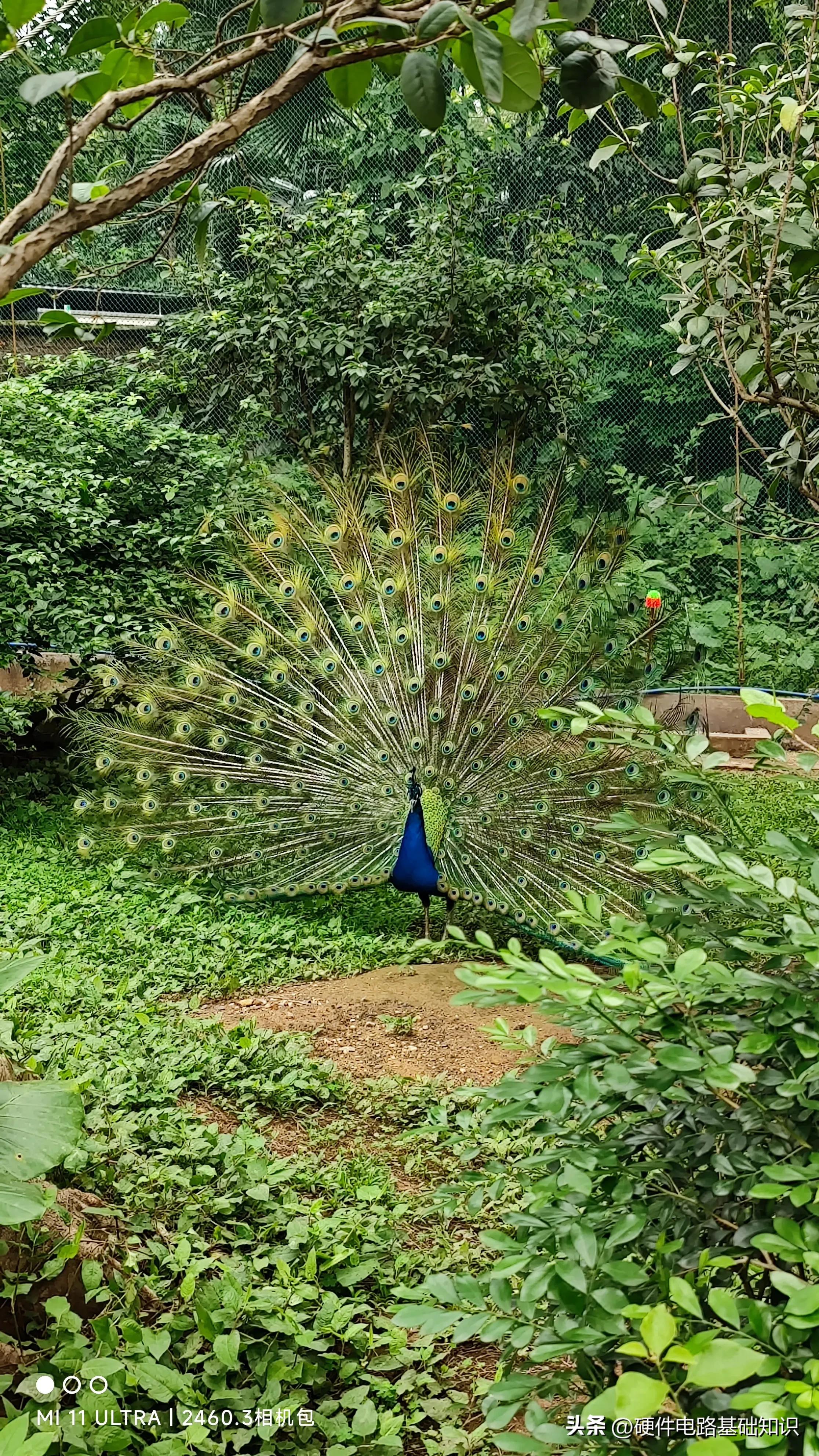 五一广州动物园人挤人的一天,广州动物园有序开放