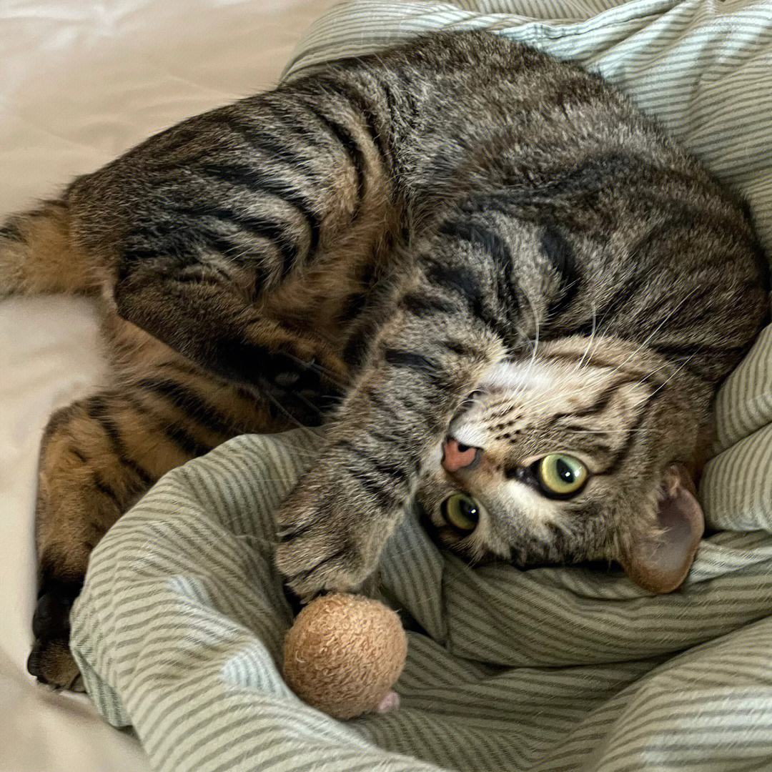 中国狸花猫在国外为什么很贵,为什么狸花猫最便宜