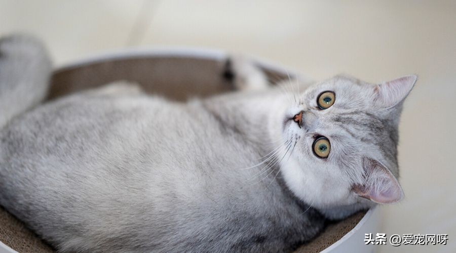 猫咪品种大全及图片,猫咪品种大全视频