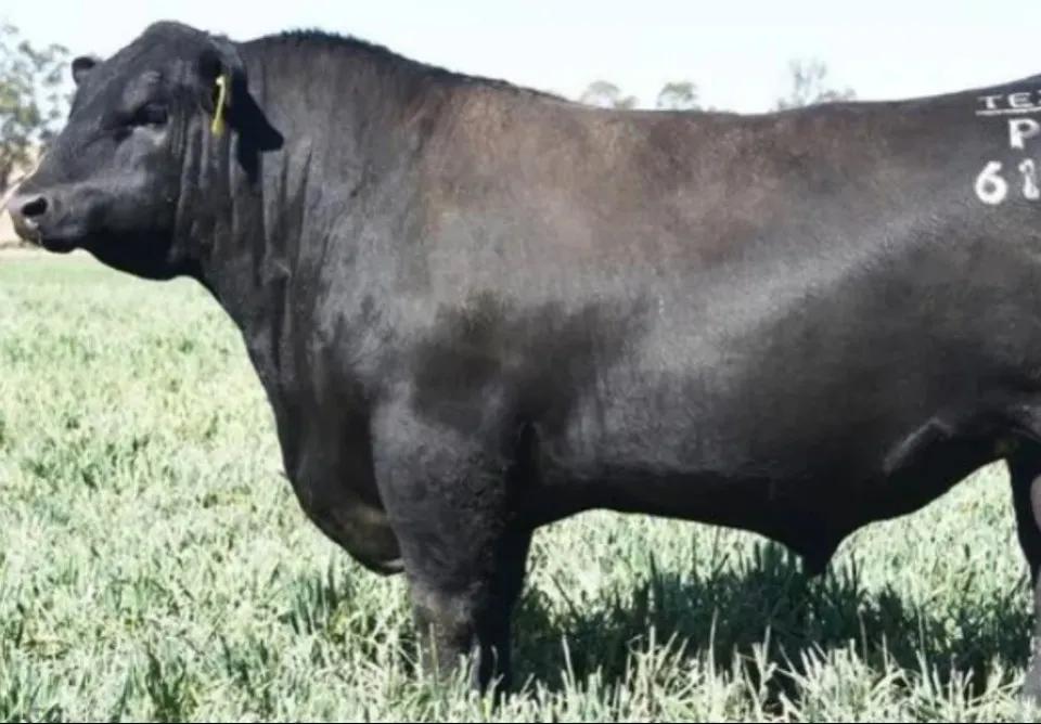 澳洲顶级公牛,澳洲国宝级动物