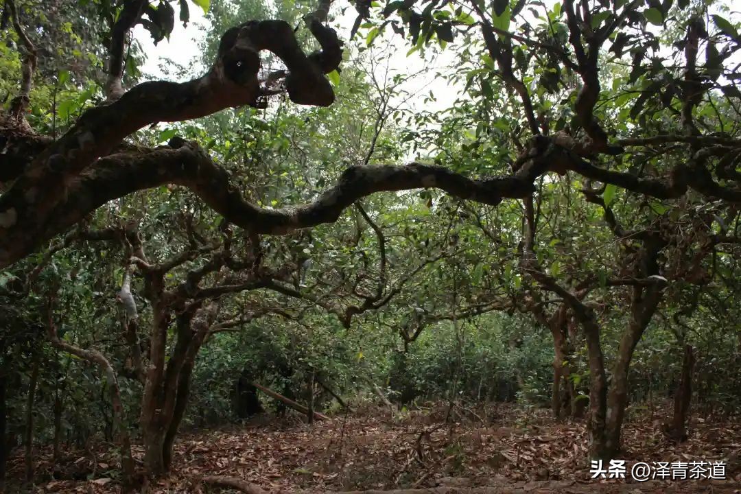 为什么茶树的南比北多,茶树生长的原因有哪些