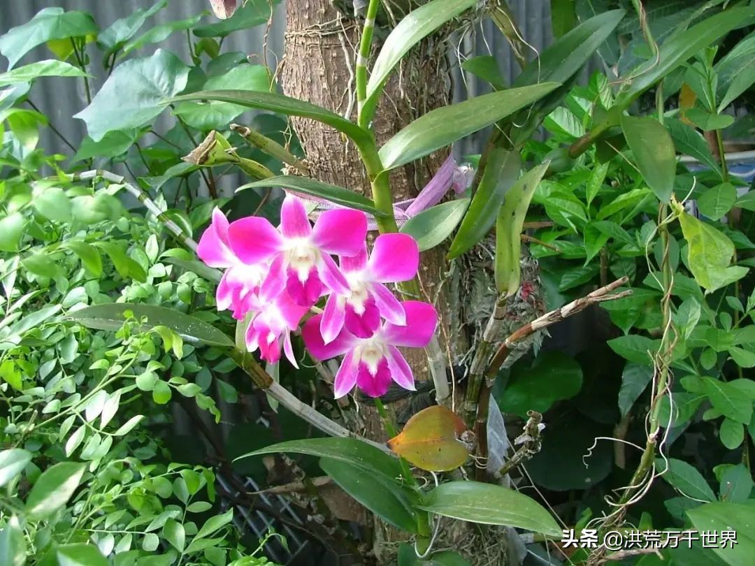 兰花花苞紫红色是什么兰花品种,兰花一年开花多少次兰花品种大全