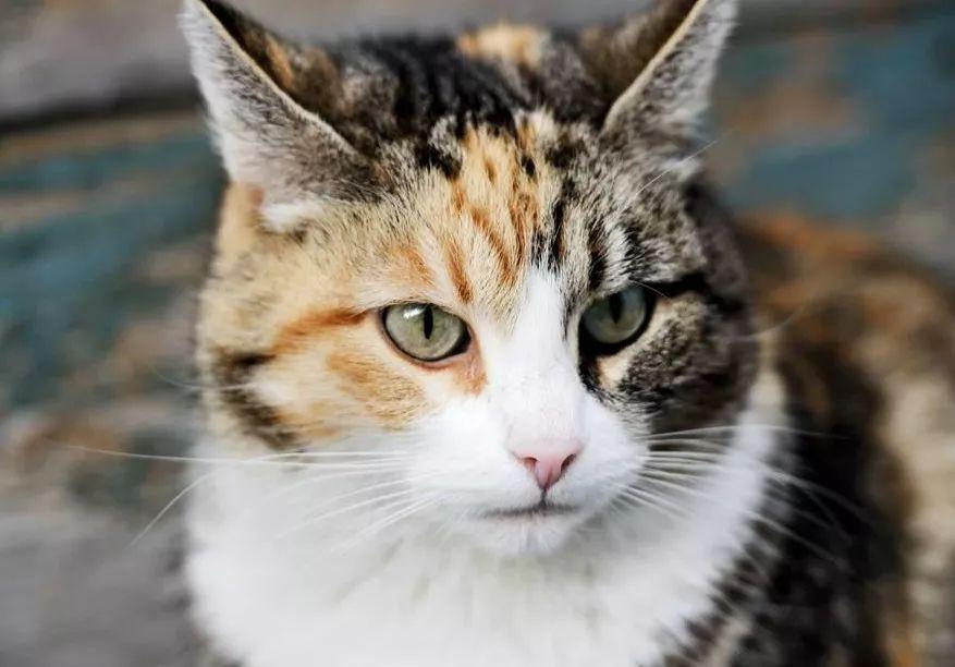 铲屎官注意猫咪这个部位也需护理,如果猫咪出现了心理疾病会抽搐吗