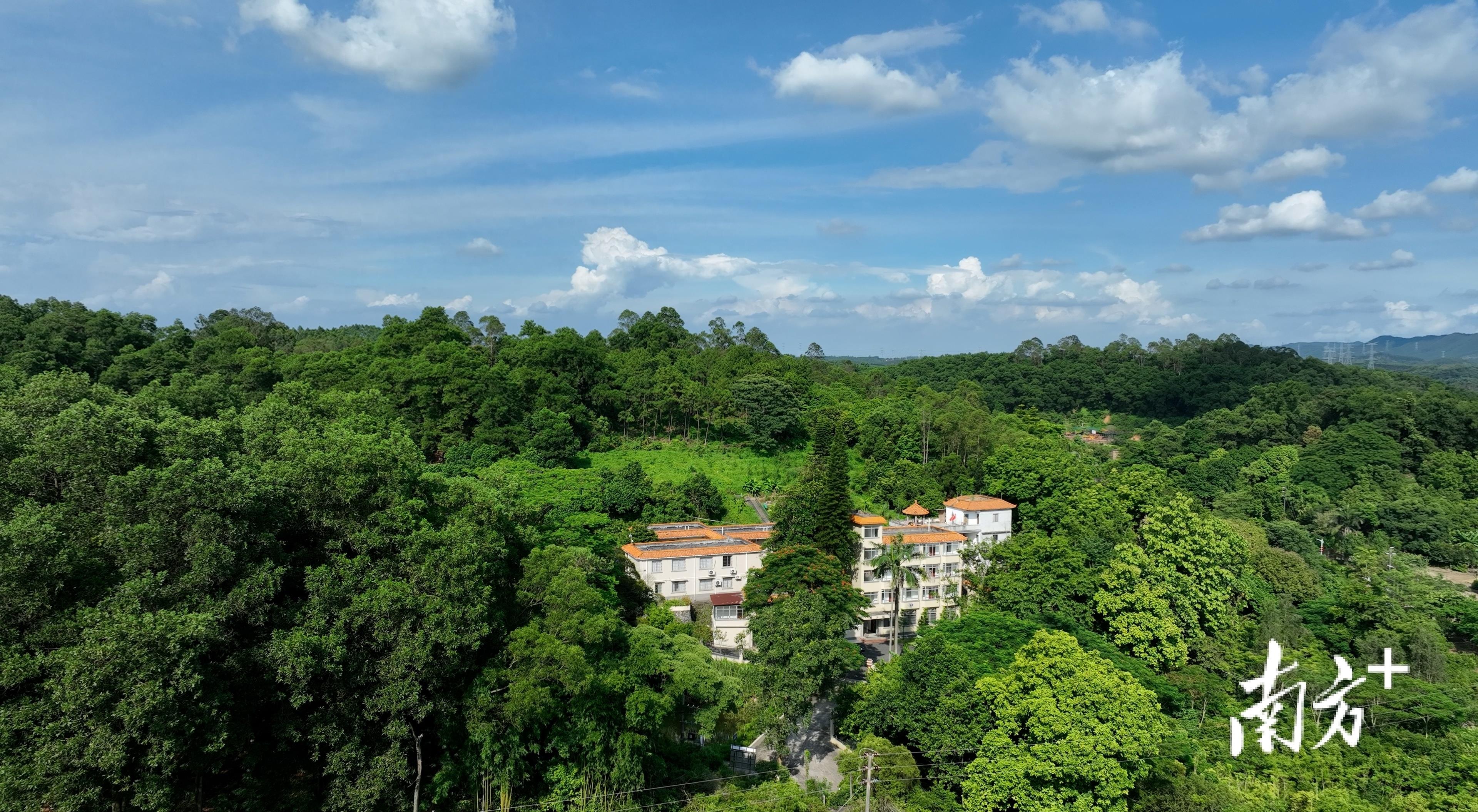 中国灵芝第一村在哪里,灵芝之乡