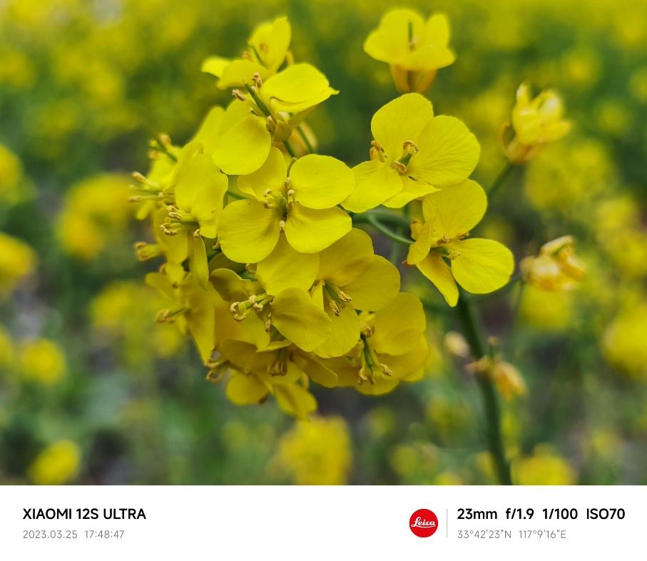 小米徕卡经典拍照实际效果,徕卡相机和小米徕卡