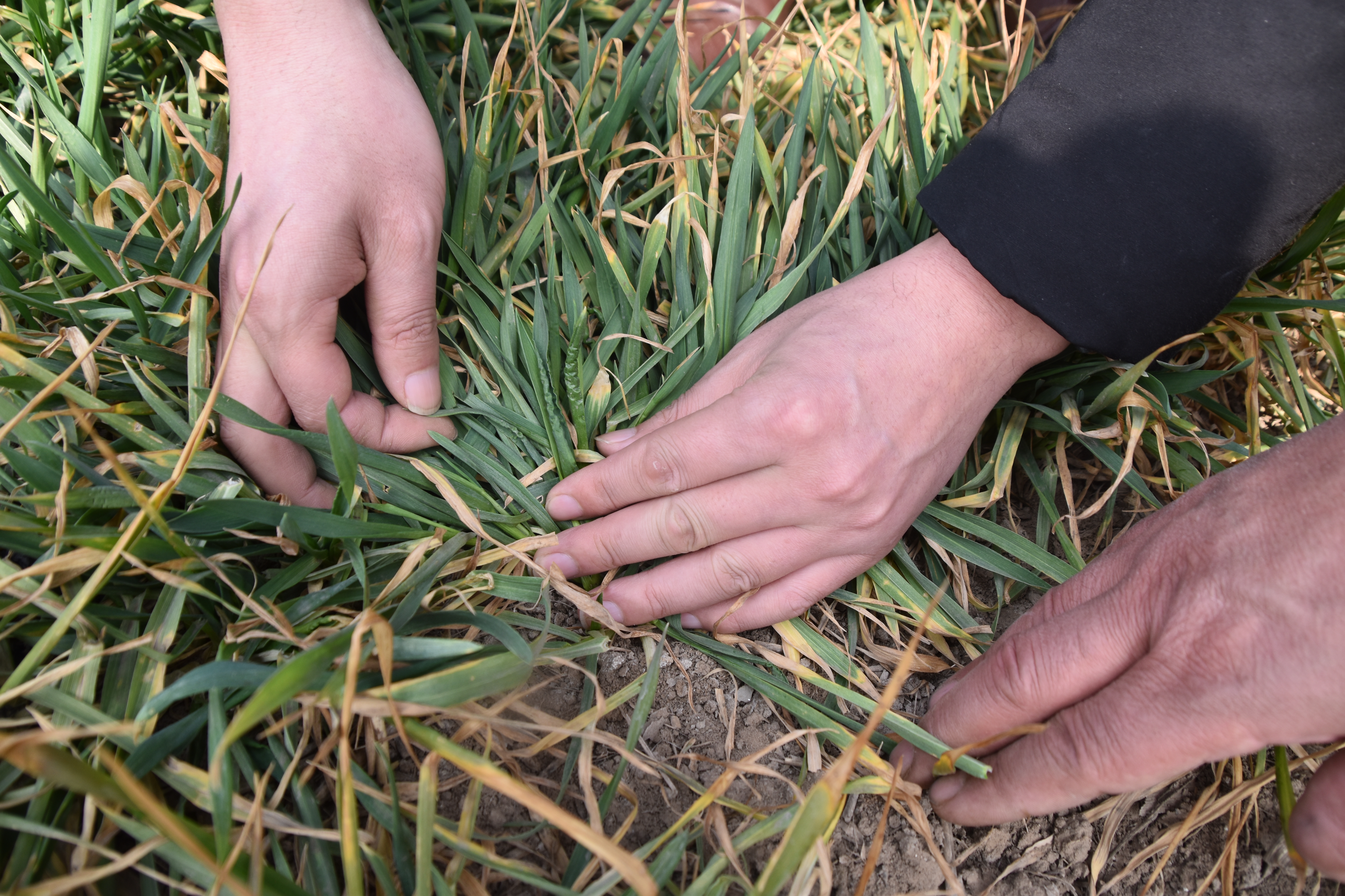 小麦黄化干枯的原因,小麦叶发黄是虫害还是药害