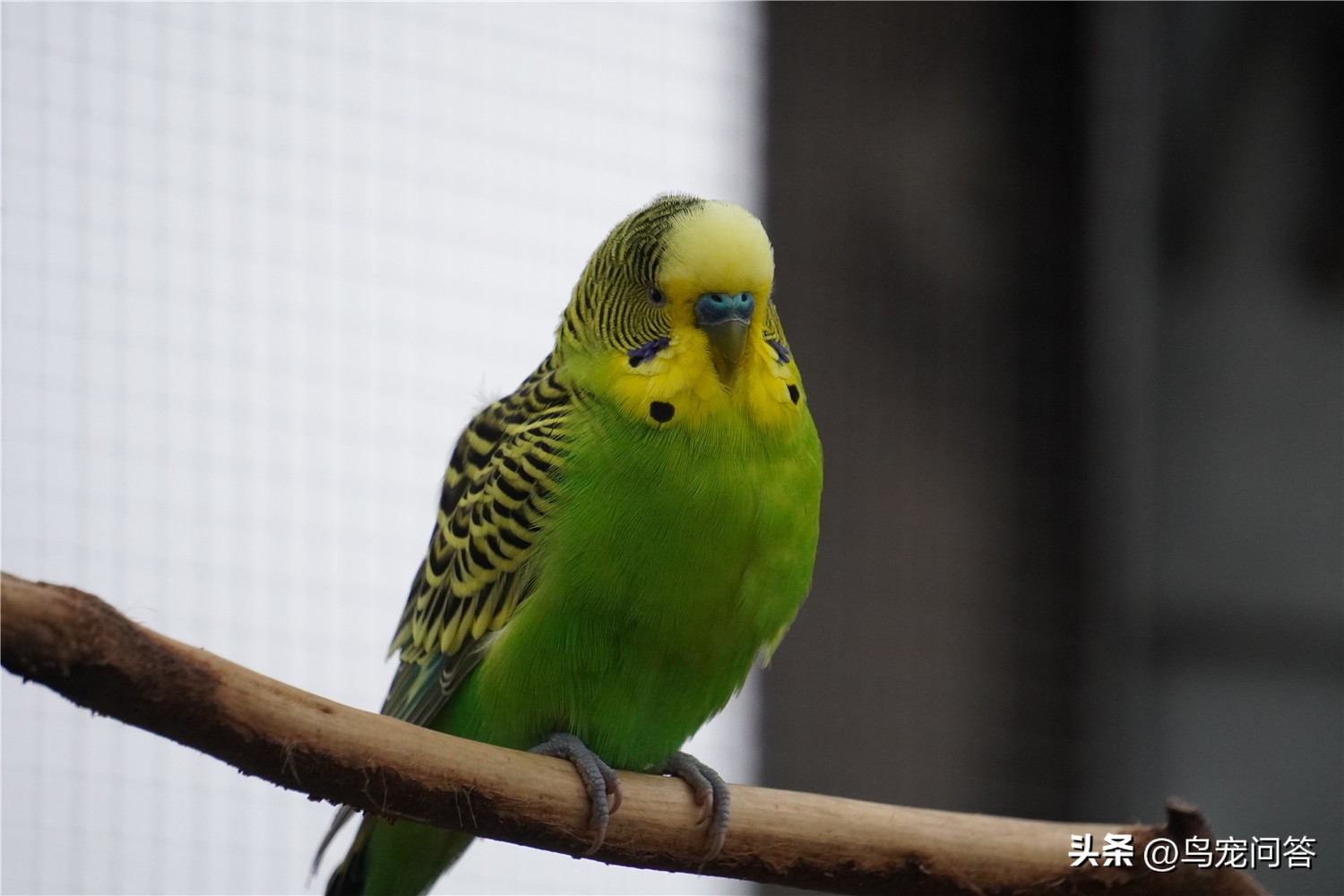 虎皮鹦鹉神仙水,鹦鹉用什么水最好