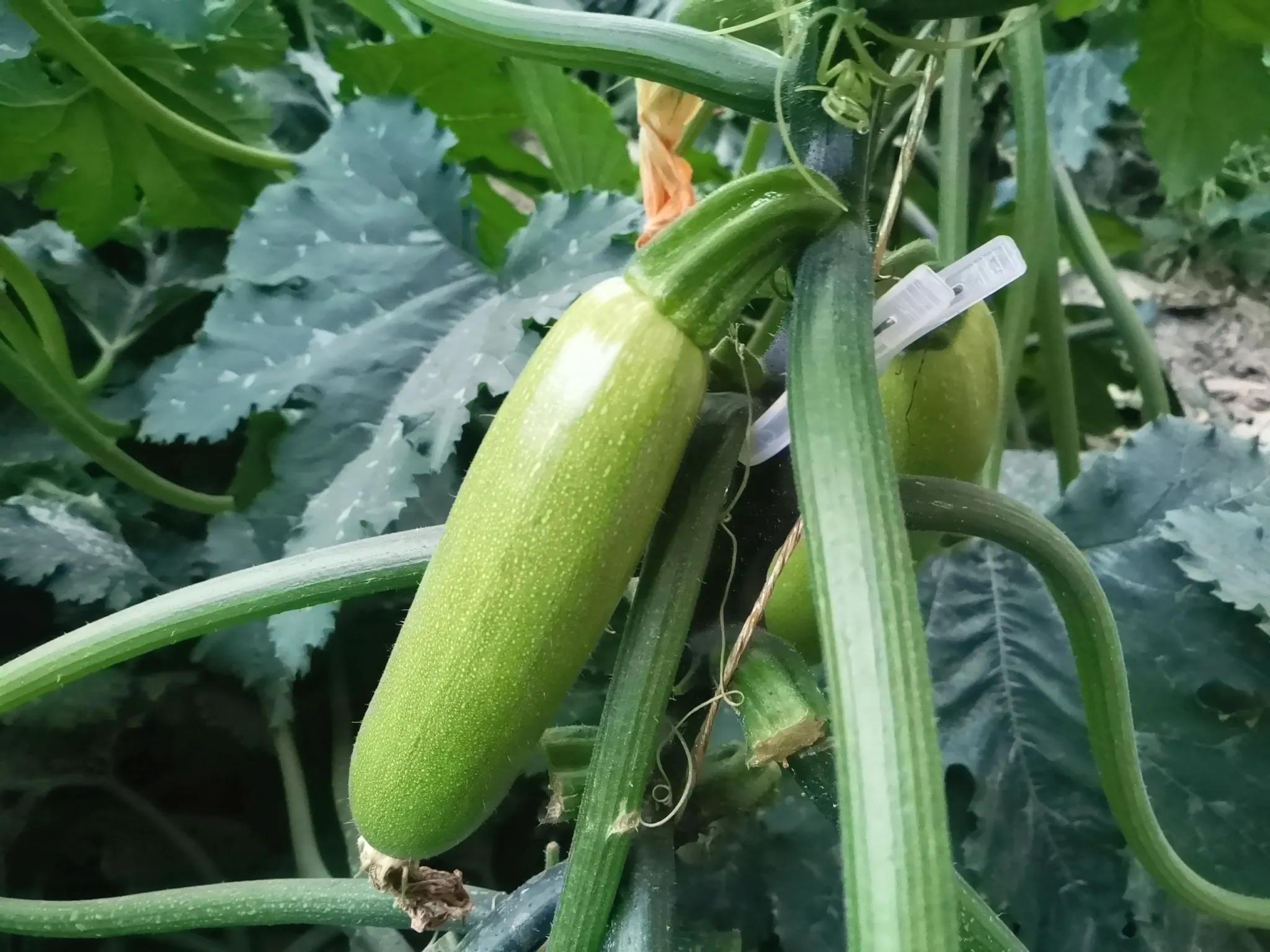 葫芦瓜有什么好处和坏处,葫芦瓜的功效和作用及禁忌