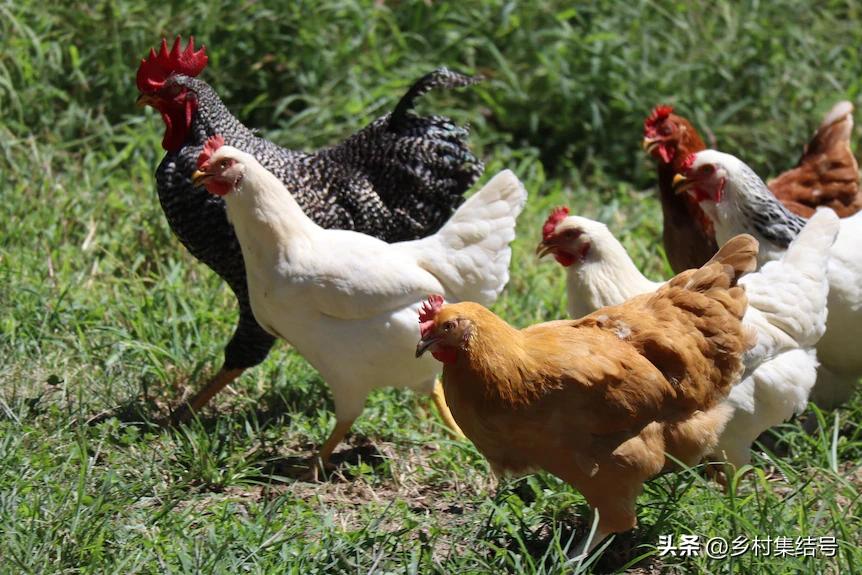 新西兰格伦诺基动物体验农场:一家以动物体验为主题的特色农场