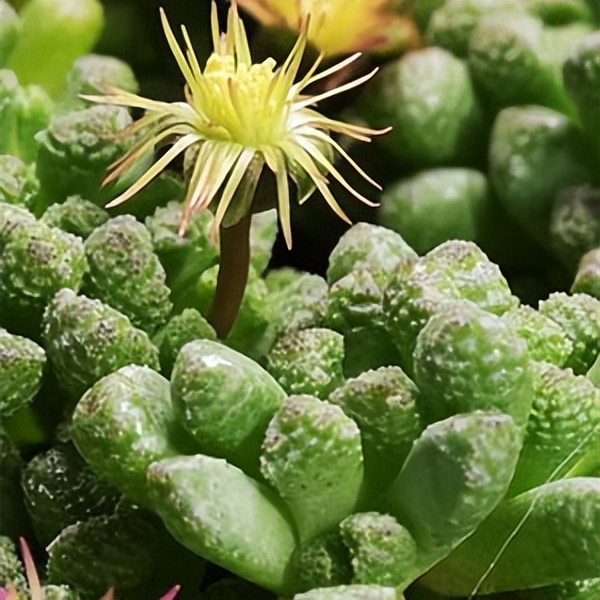 102个大类近500个多肉植物图片，都极其美丽，建议在家中也养一盆