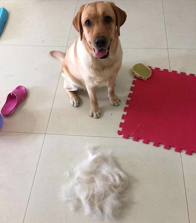 拉布拉多的优点和缺点真实版,新手养一岁的拉布拉多基础知识