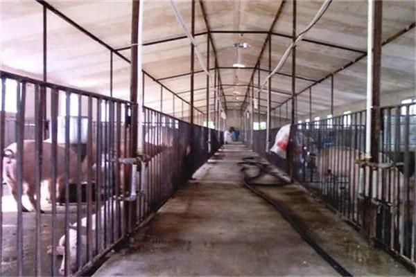 在母猪临产前几天，该怎样为母猪补充营养？