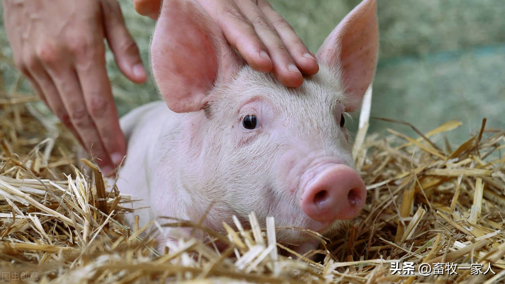 小母猪发猪情的表现,小母猪应激怎么办