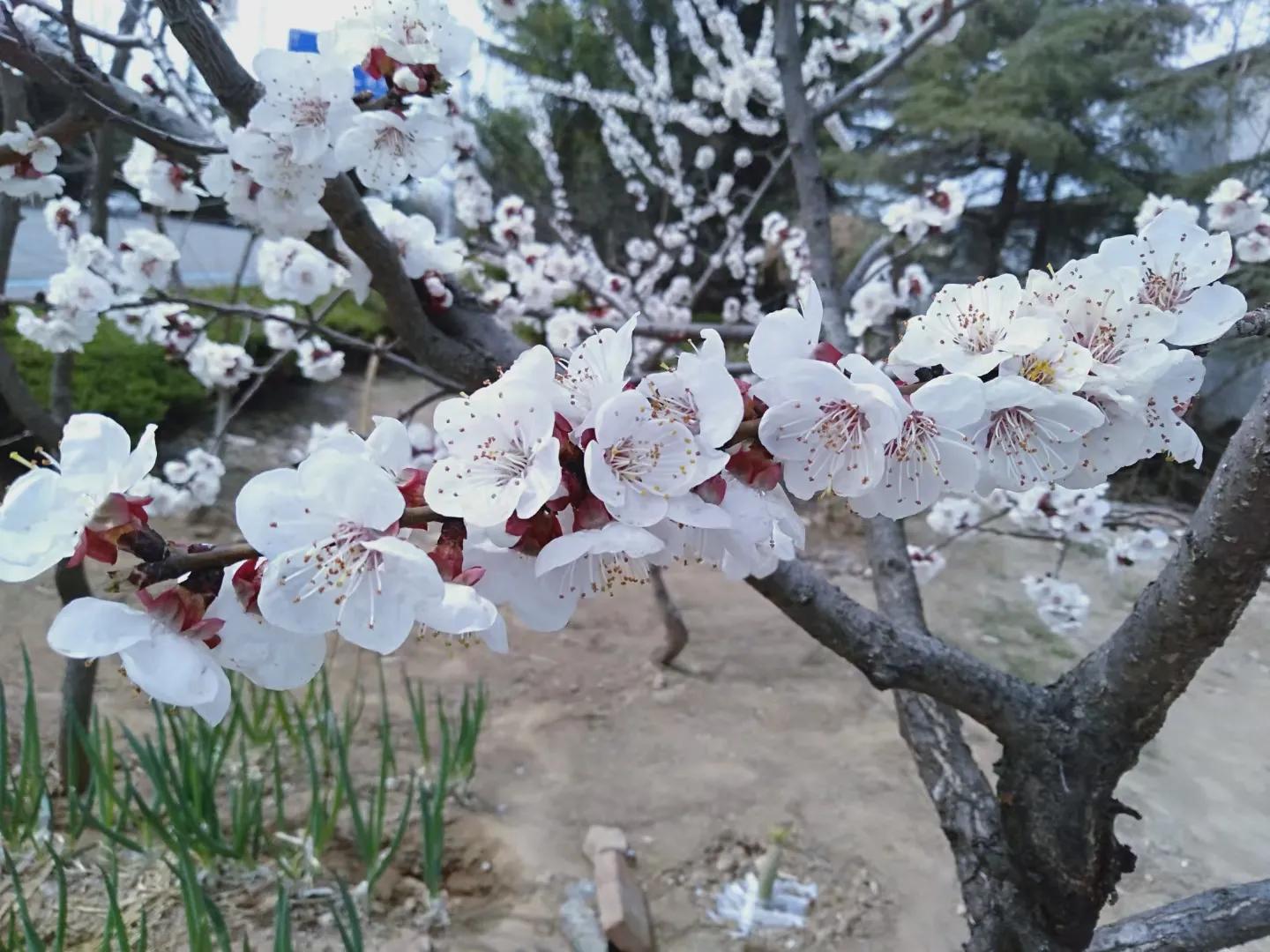 梁尔源：狼和羊（组诗）