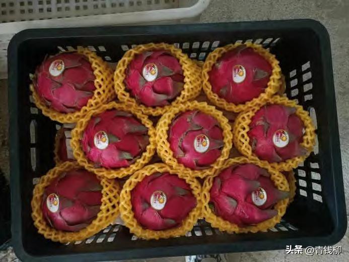 海南红心火龙果鲜果冻干,火龙果包装打法