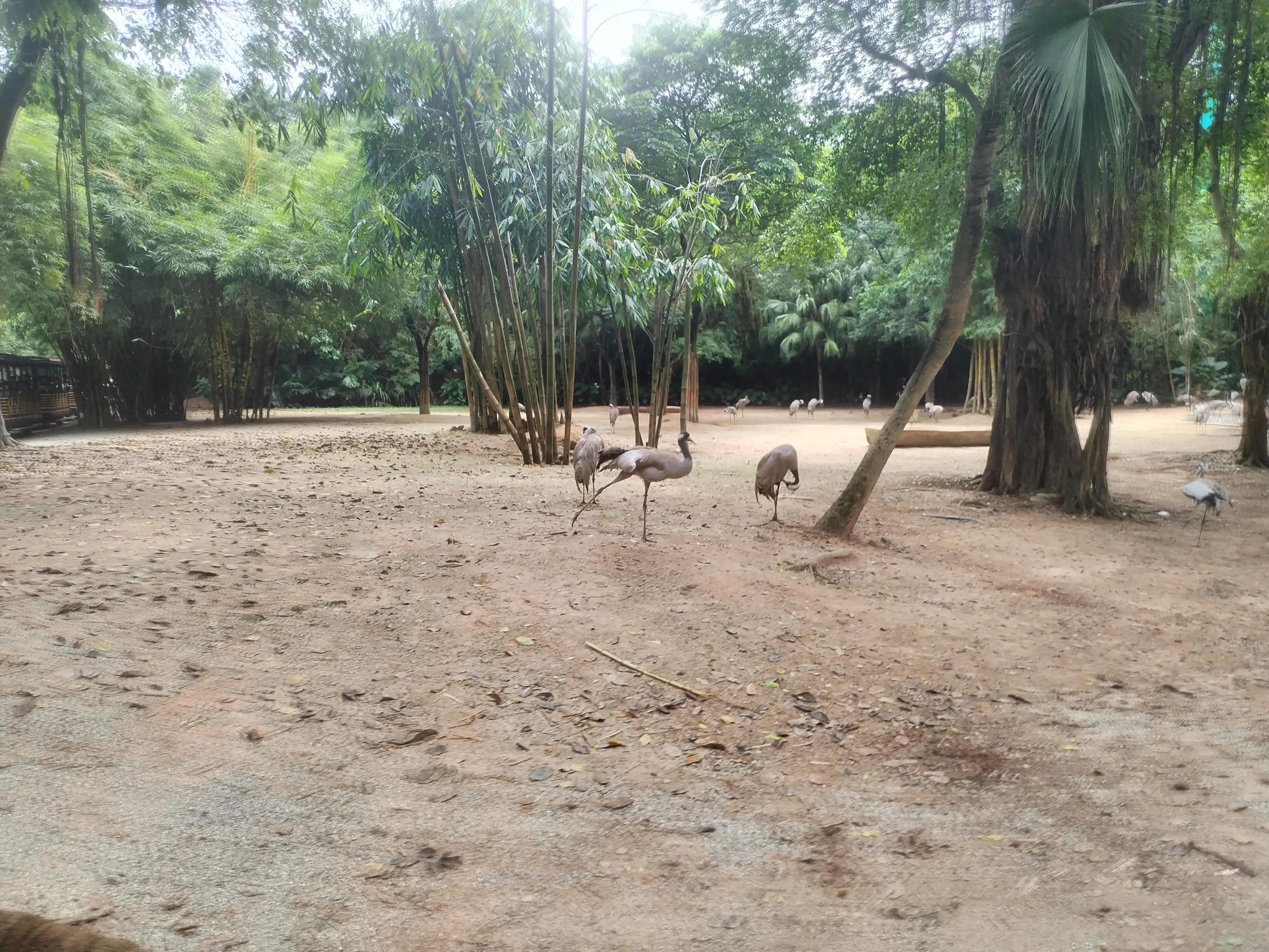 广州长隆野生动物世界景点图片,游广州长隆野生动物世界游记