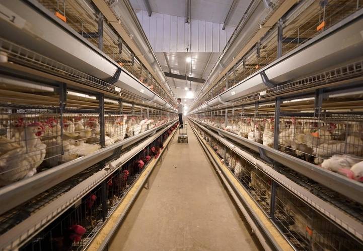 冬季蛋鸡饲养管理需要注意些什么,海兰褐商品代蛋鸡饲养管理手册