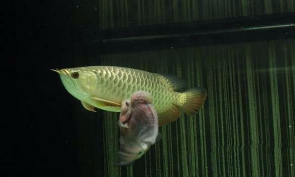 超极品蓝底过背被养成3流街货，最终死亡……