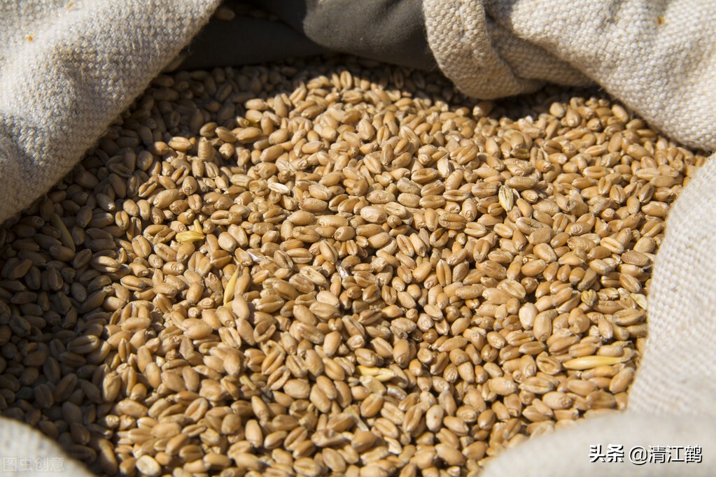 种子有哪些传播途径和方法,种子的传播方式七种