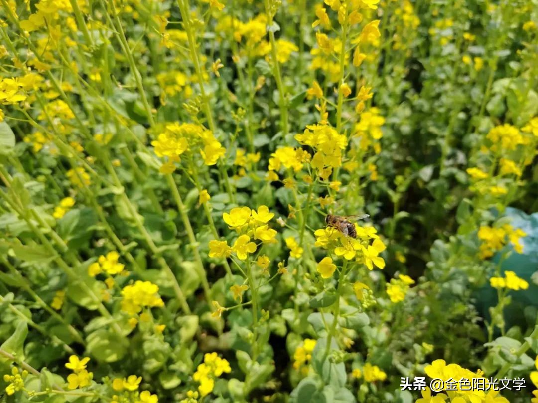 《“我”来了》《我的南瓜弟弟》《蜜蜂采蜜》