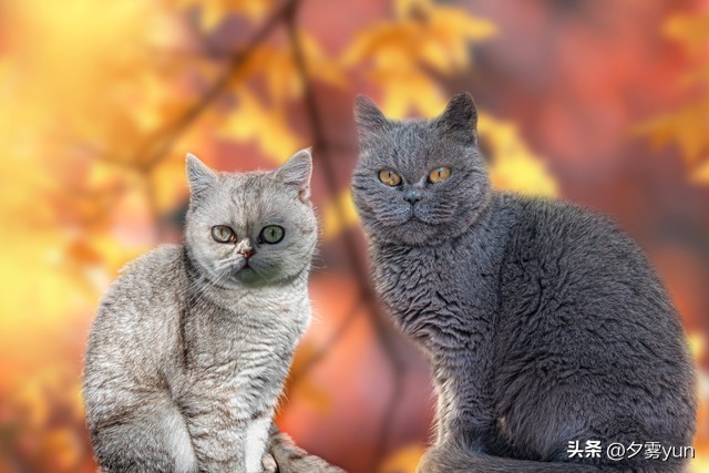 猫咪尿闭的几个原因,猫咪吃了化毛膏拉稀是什么原因