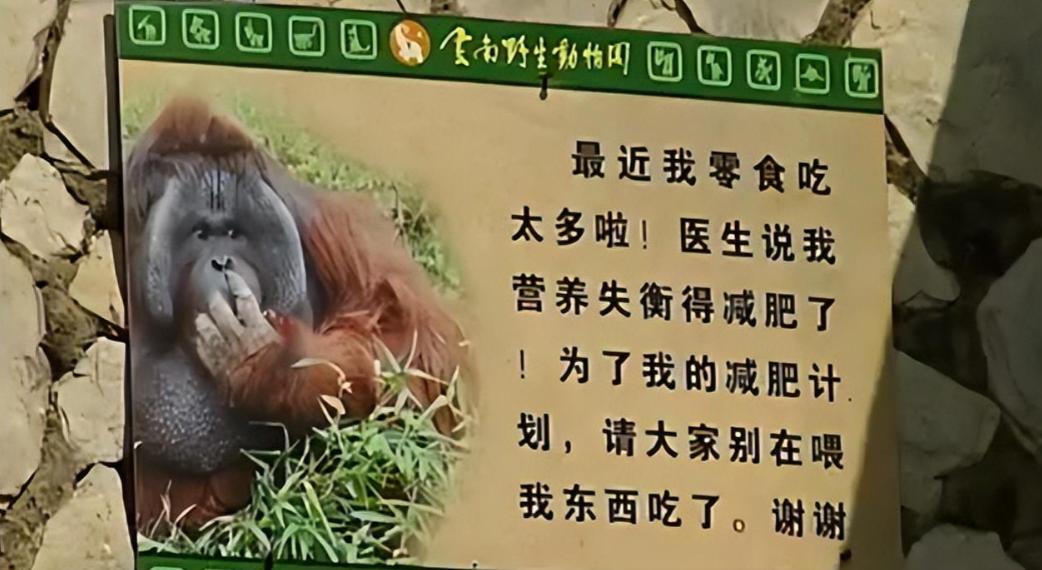 动物园大猩猩健身,大猩猩吃东西变瘦