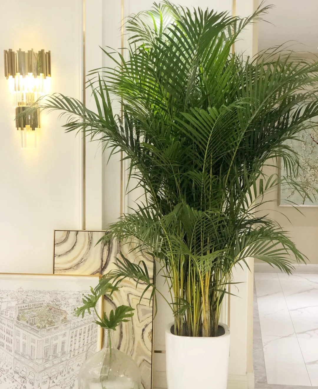 家庭客厅养什么花好看又旺财,客厅最吉祥的三种花