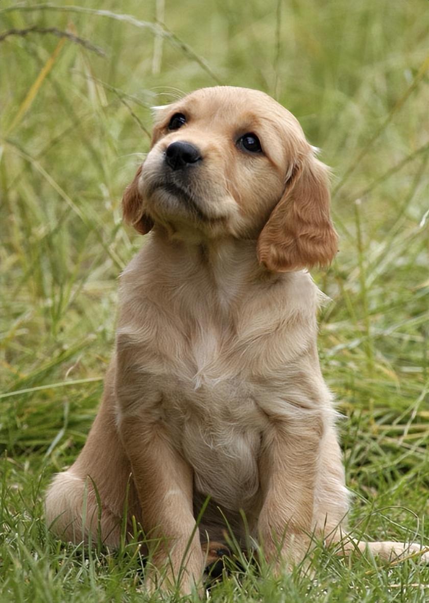 女子与狗狗共享生活，医院检查揭示令人惊讶的结果