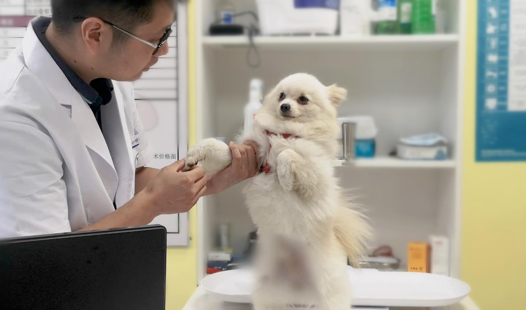 博美有泪痕处理方法,博美有泪痕怎么除掉