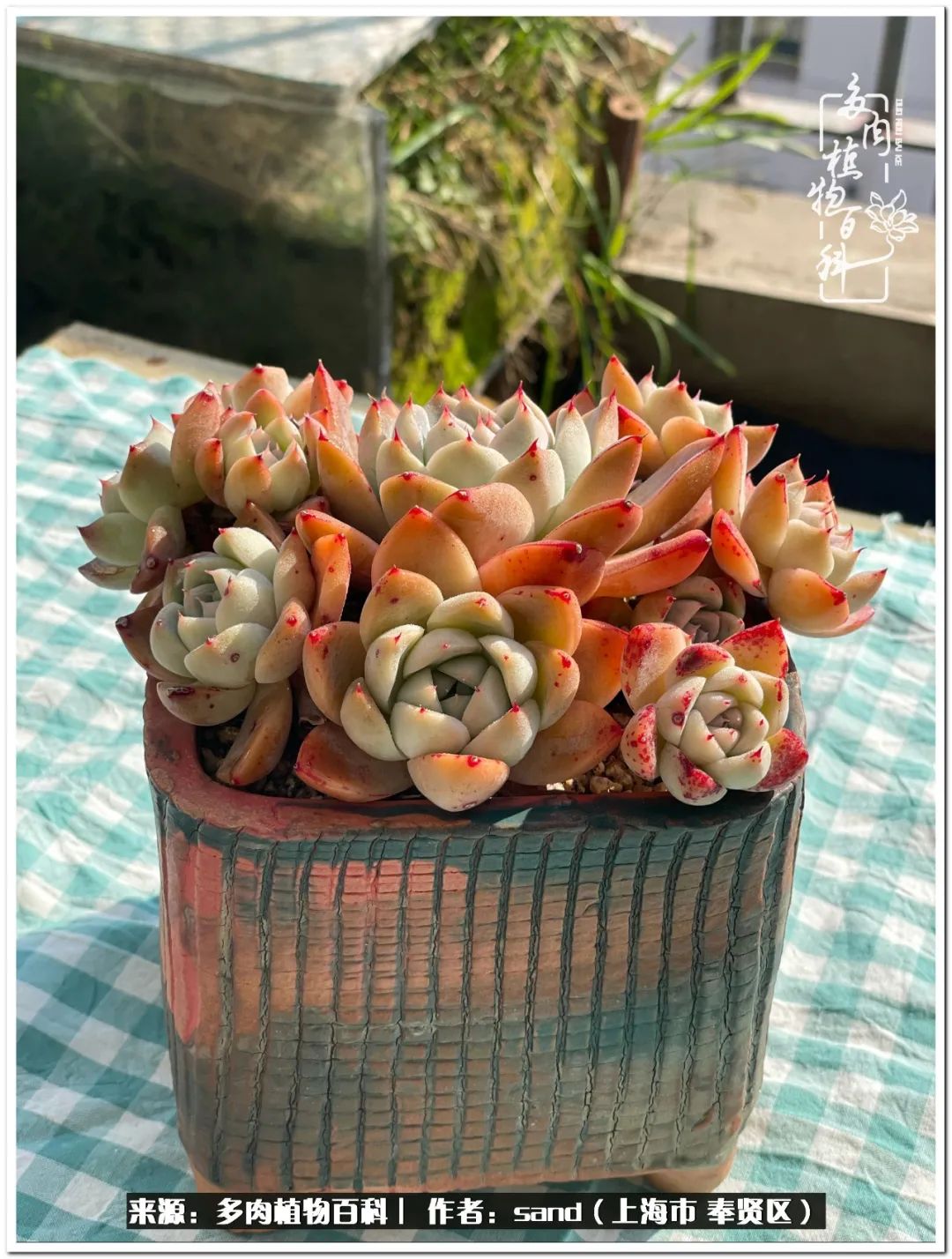 养点花草给生活添点乐趣,养点花花草草心情自然会好