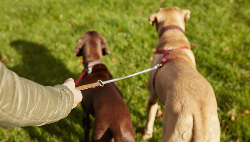 狗狗过于肥胖怎么减肥,帮助狗狗减肥的最佳方法