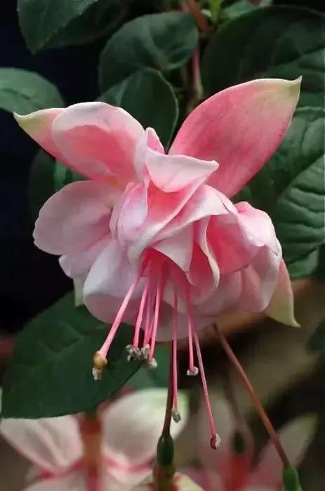 倒挂金钟花图片大赏,开单放鞭炮庆祝图片图文