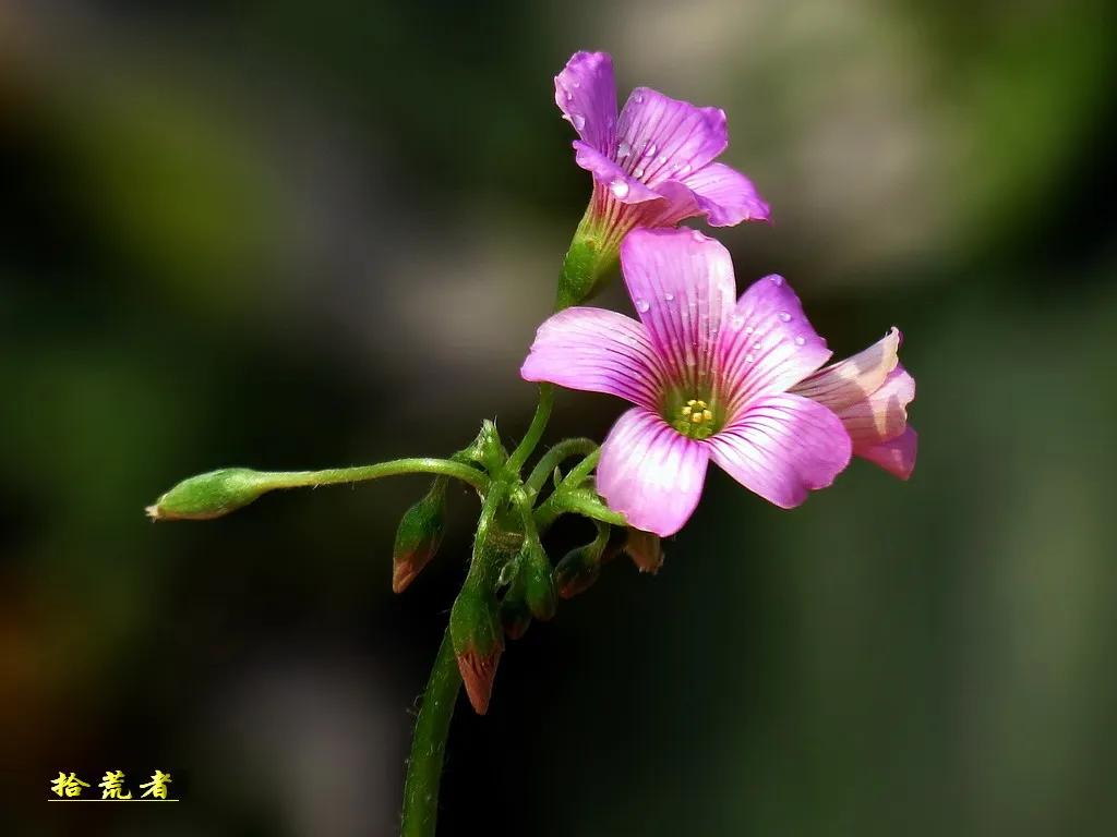 酢浆草黄色大花,类似酢浆草的野花叫什么
