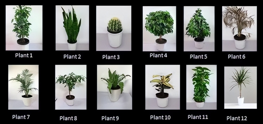 您应该选择什么样的室内植物来改善心理健康?