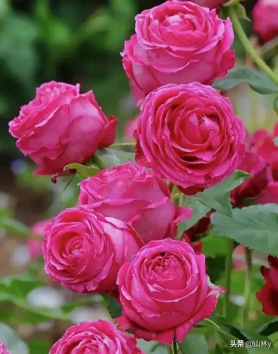 五颜六色的花朵养眼舒心,灵动秀美的花朵图片