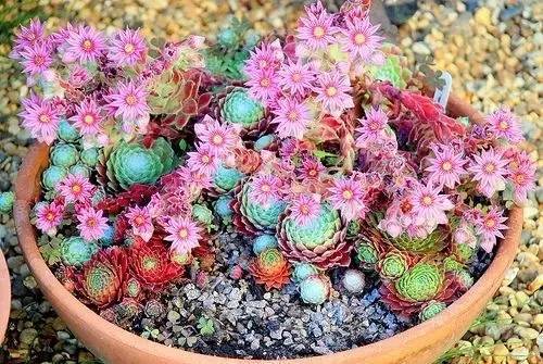 100种好看的多肉植物,50多种多肉品种大全