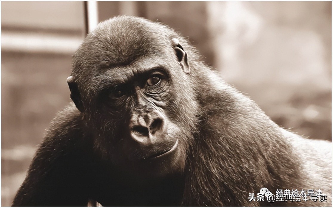 一本满满创意和奇妙的洞洞书——《红球球和黑球球》精读