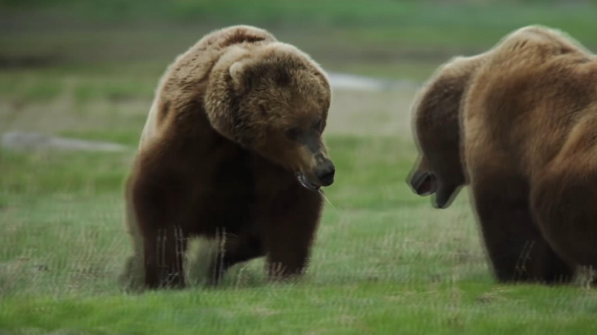 东北虎和东北棕熊谁厉害,东北虎和棕熊体重相同谁厉害