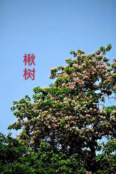 楸树林图片,楸树是古老的活化石树种