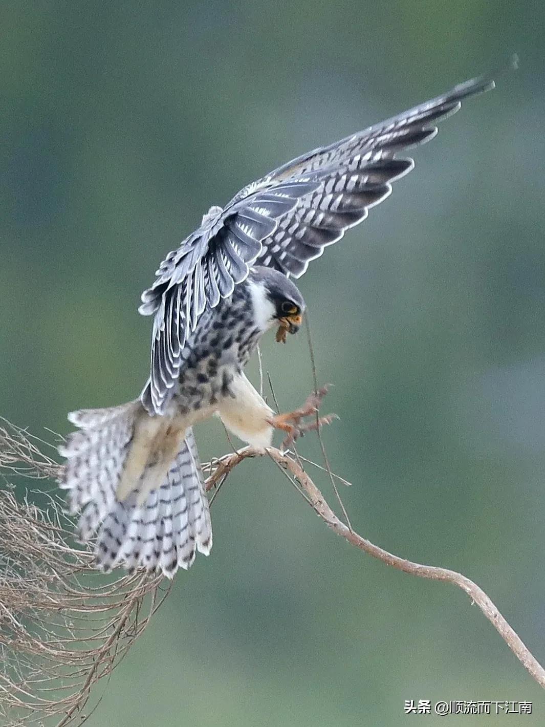 红脚隼叫声,红脚隼
