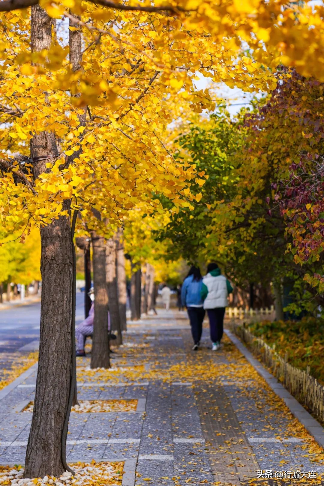 漫步银杏海~大连最美秋日在这里