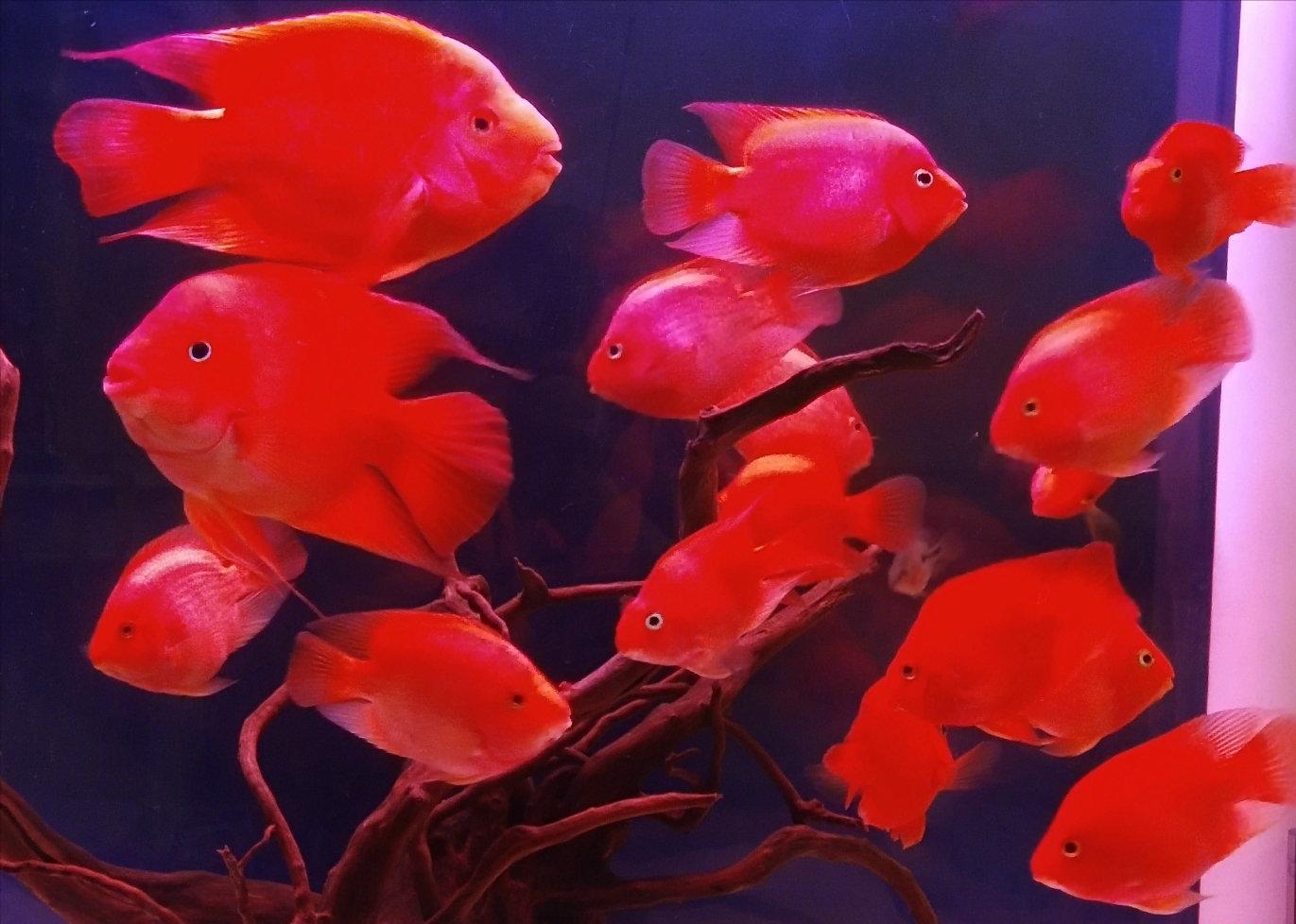 基因缺陷的人造杂交鱼，竟给台湾省赚到20亿外汇？背后真相太残忍