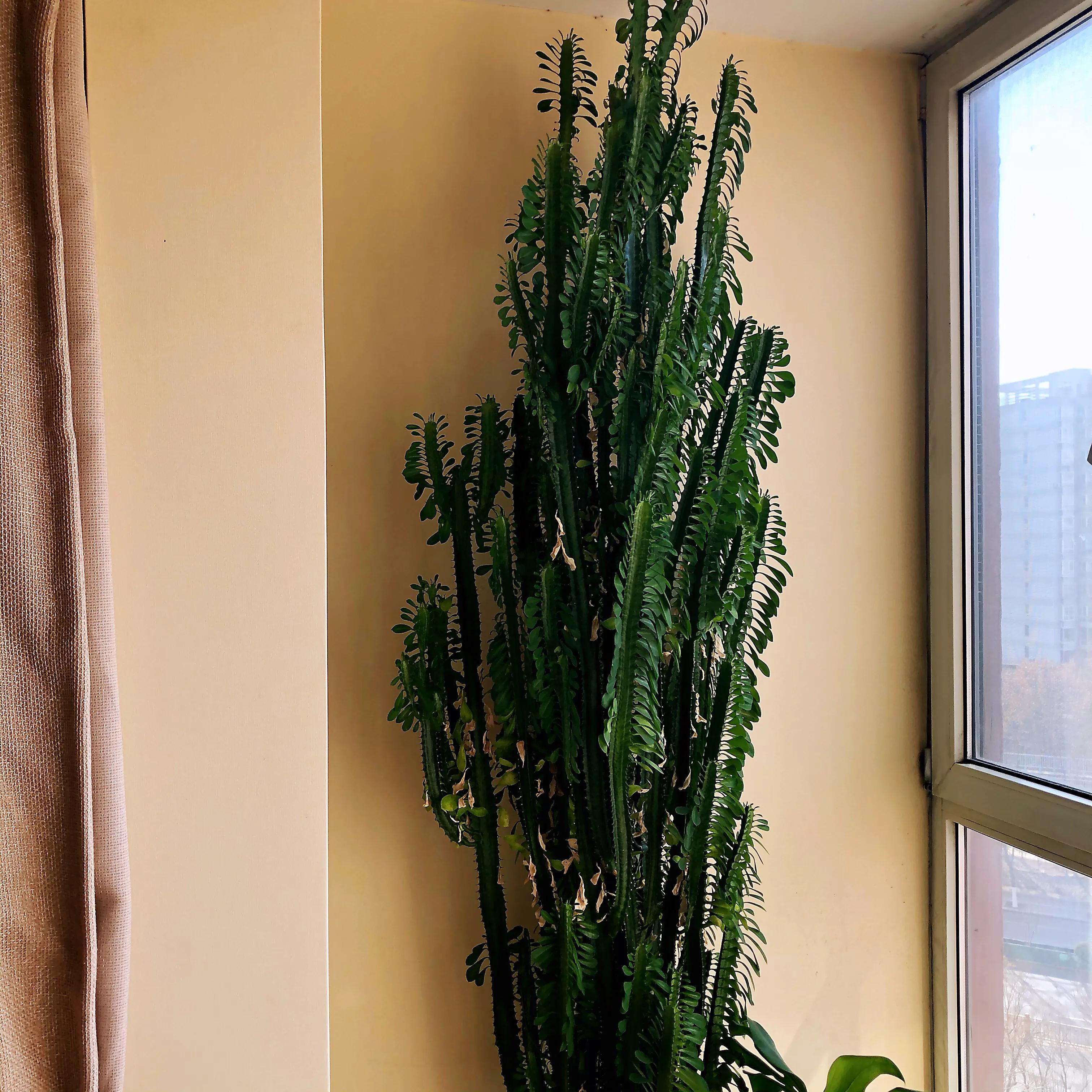 家里养什么花儿好养活,家里养的花儿图片